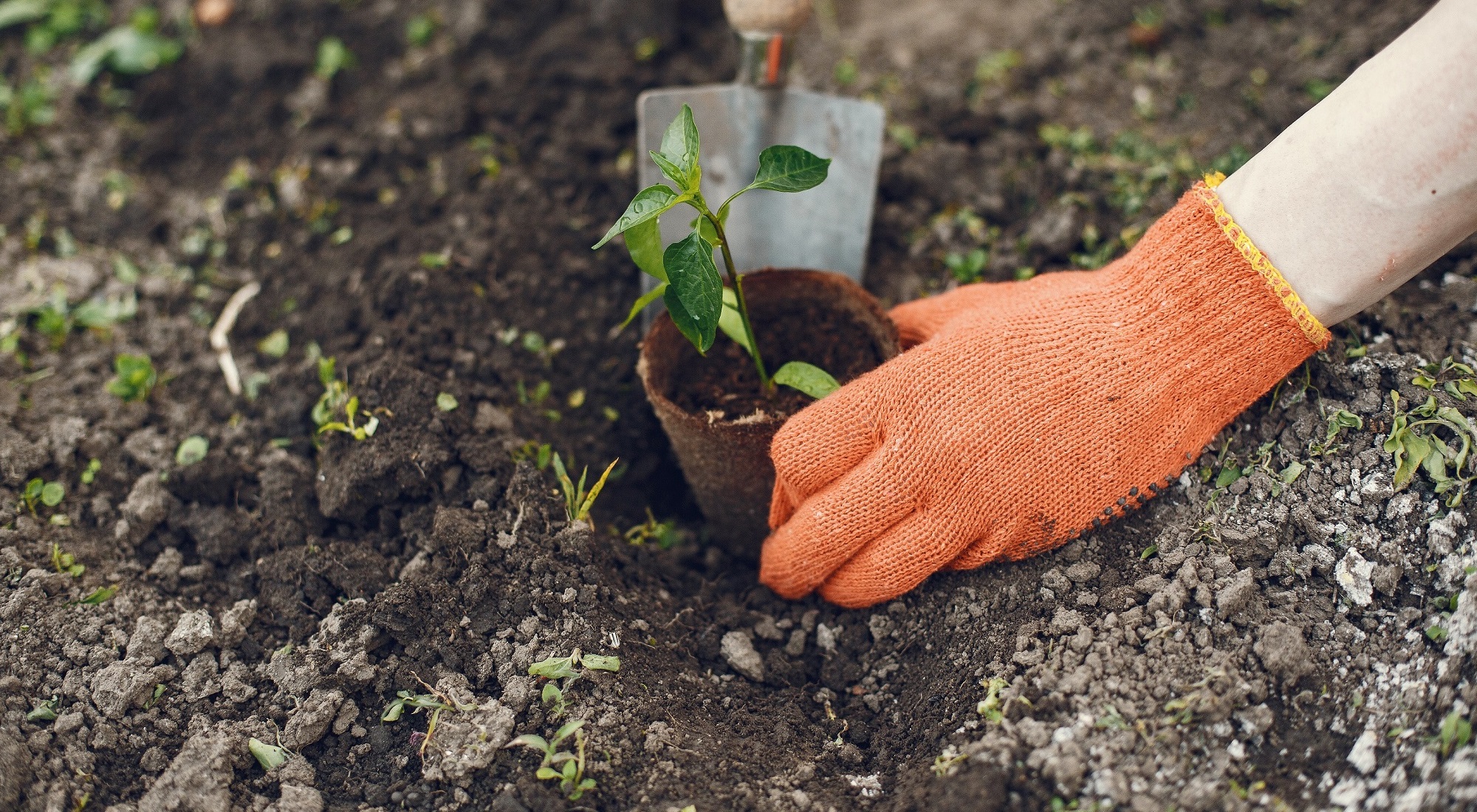 plantando